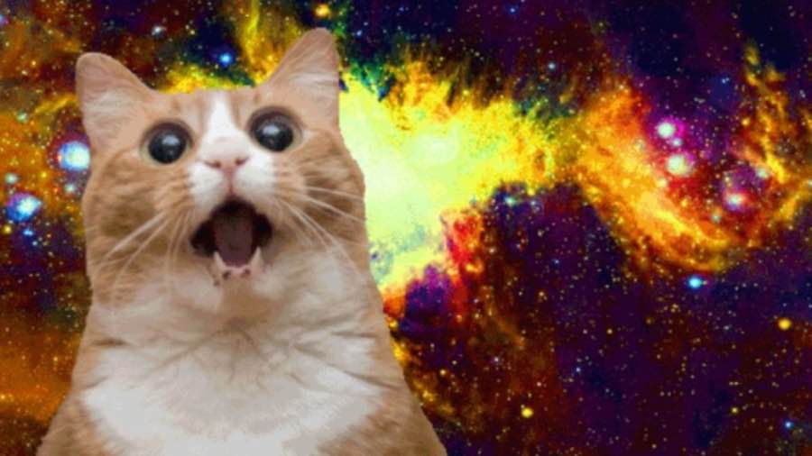 Why you should travel the world cat