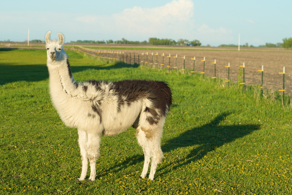 Cute Llama - Geeky Explorer