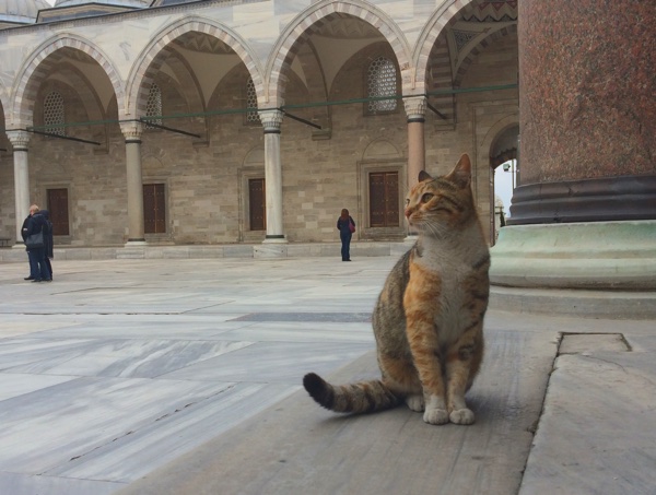 famous sights in Istanbul - cat istanbul