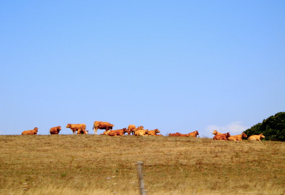 portugal road trip road trip portugal - cows in Alentejo