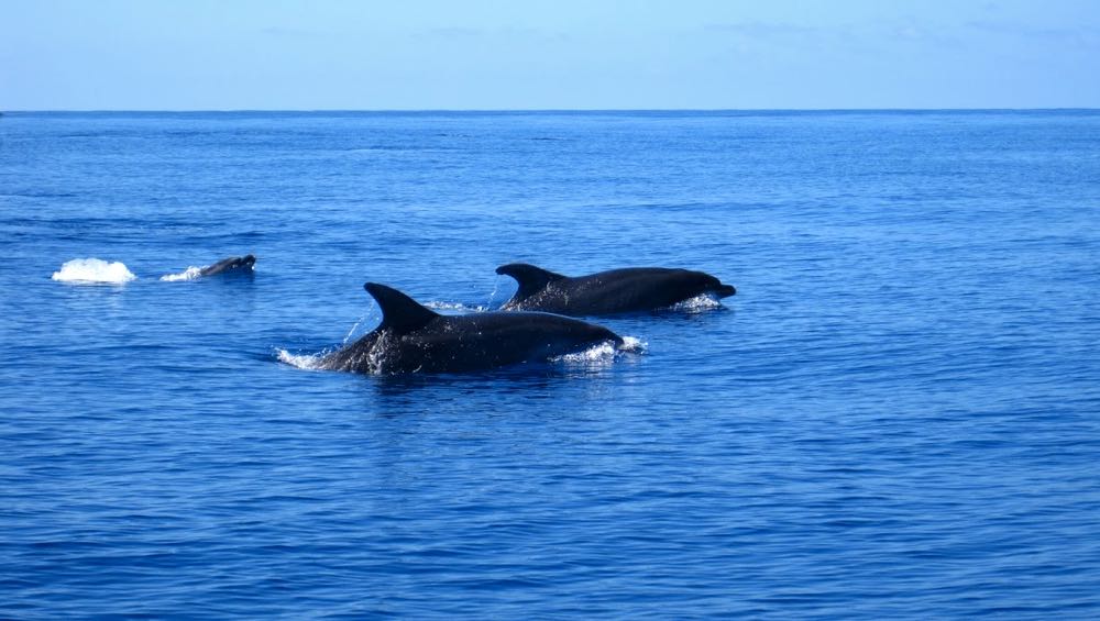 outdoor activities azores dolphin whale watching