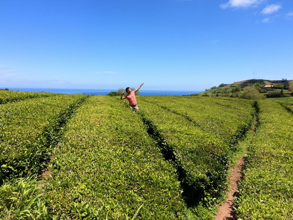 road trip itinerary of São Miguel in Azores - Gorreana