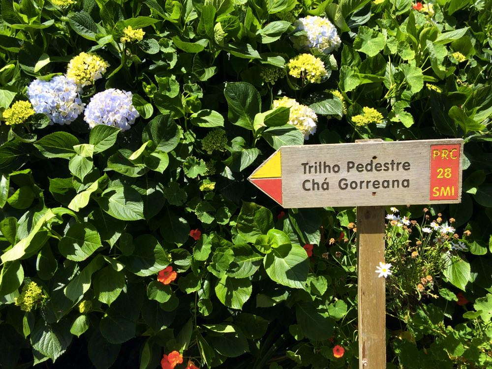 road trip itinerary of São Miguel island azores - Gorreana tea plantation