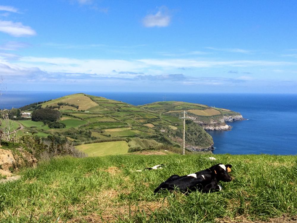 Frisian cow - why Azores the next big travel destination trend