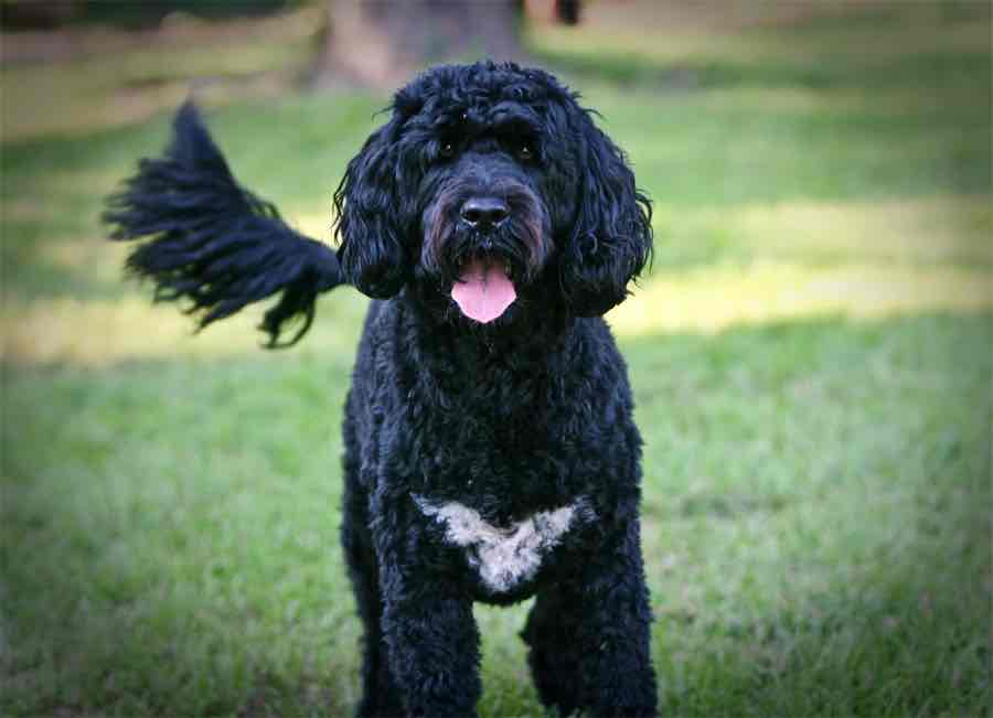 Visiting Portugal - Portuguese Water Dog
