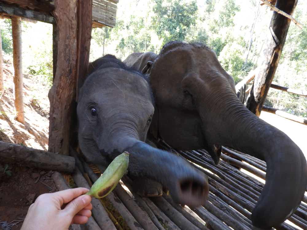 things to do in chiang mai elephant sanctuary