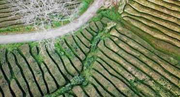 sao miguel guide azores tea