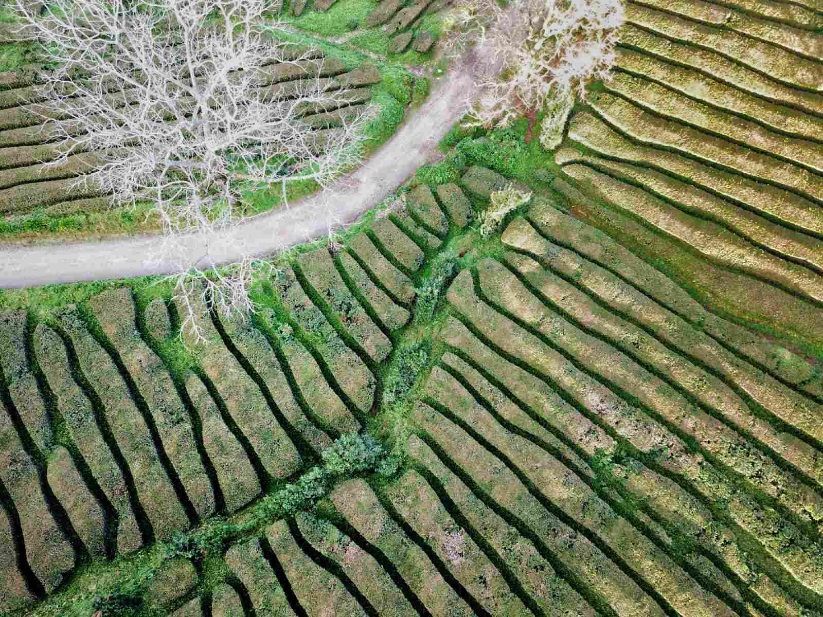 sao miguel guide azores tea