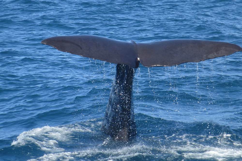 sao miguel guide azores travel blog whale watching