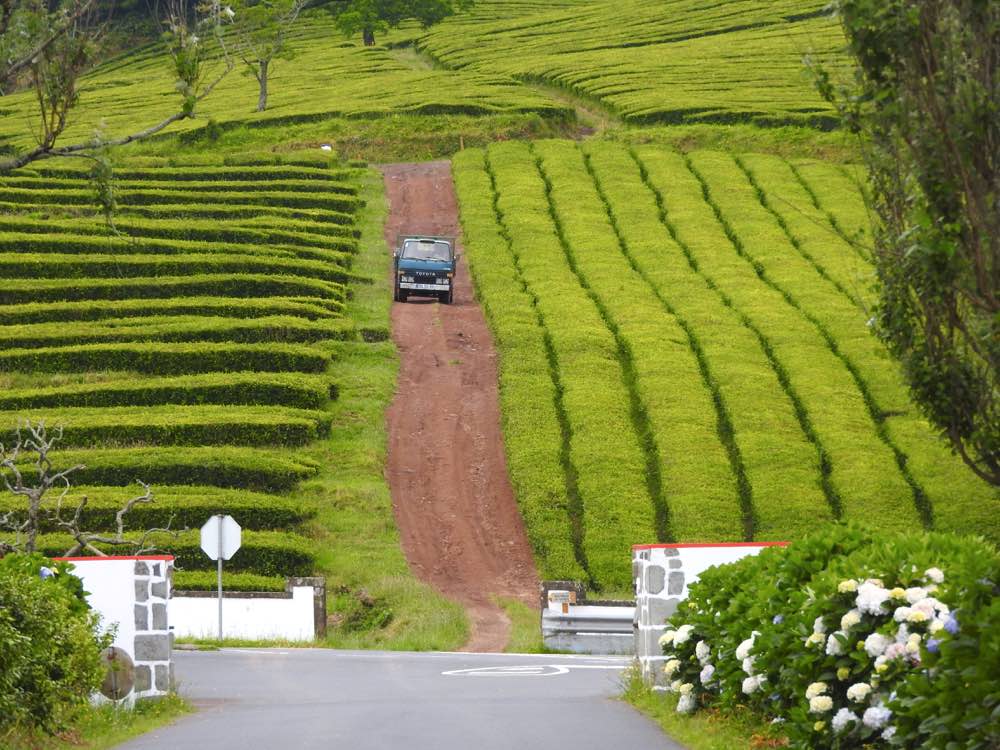 where to eat in sao miguel eating drinking tea gorreana