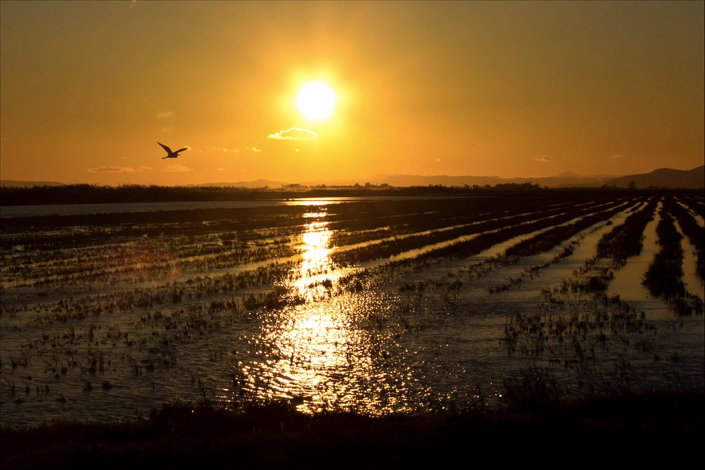 best day trips from barcelona delta ebro sunset