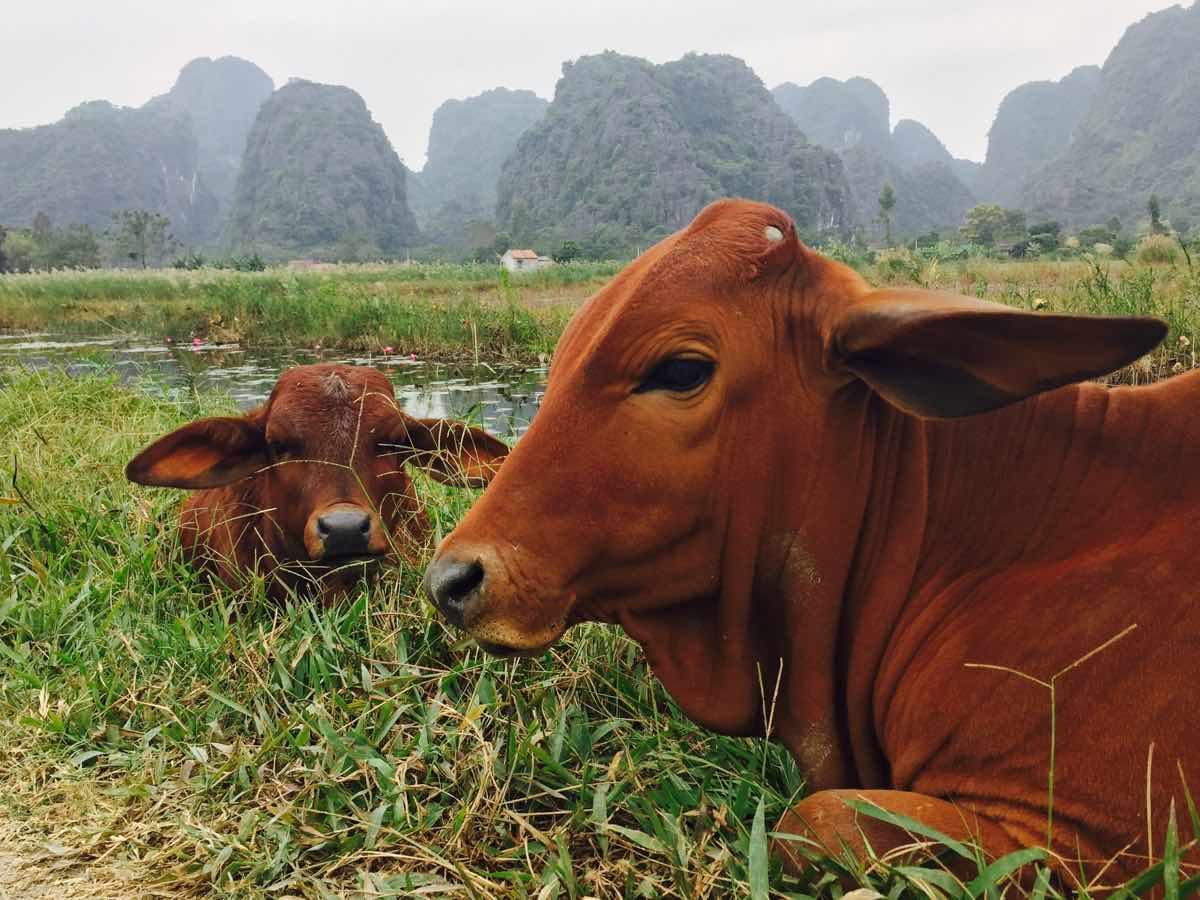 ninh binh travel guide cows rice fields