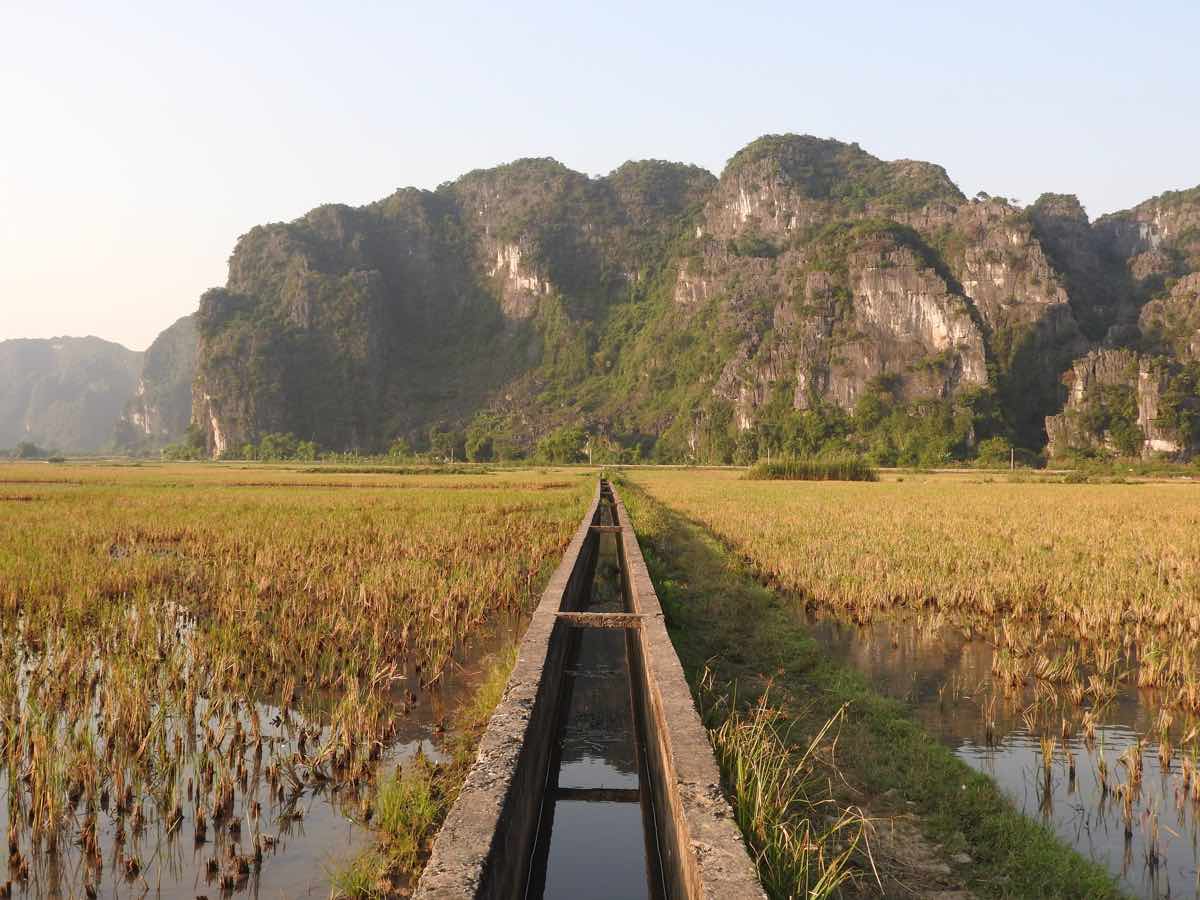 ninh binh travel guide rice paddy fields november