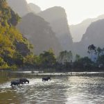 ninh binh travel guide scenery rice fields