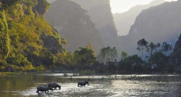 ninh binh travel guide scenery rice fields