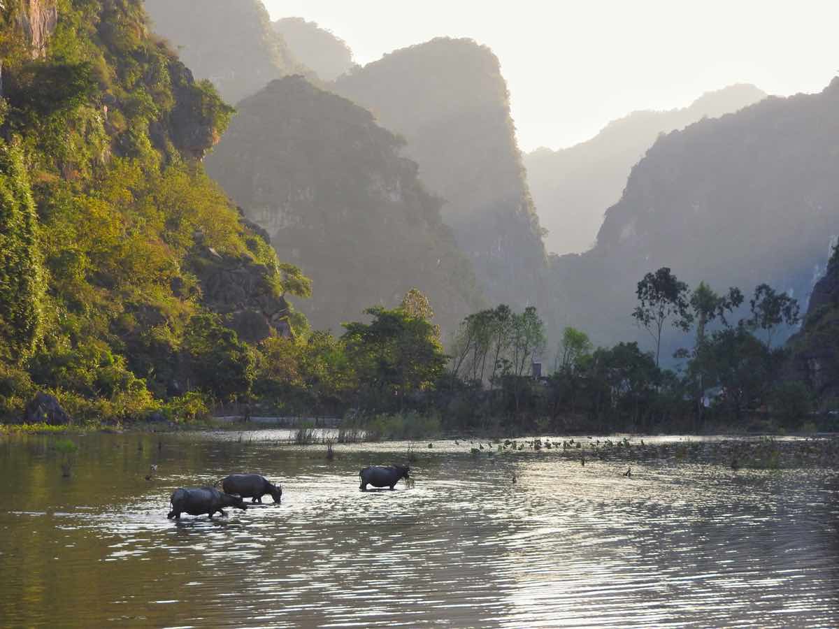 ninh binh travel guide scenery rice fields