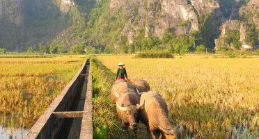 what to do in ninh binh itinerary tam coc paddy rice fields