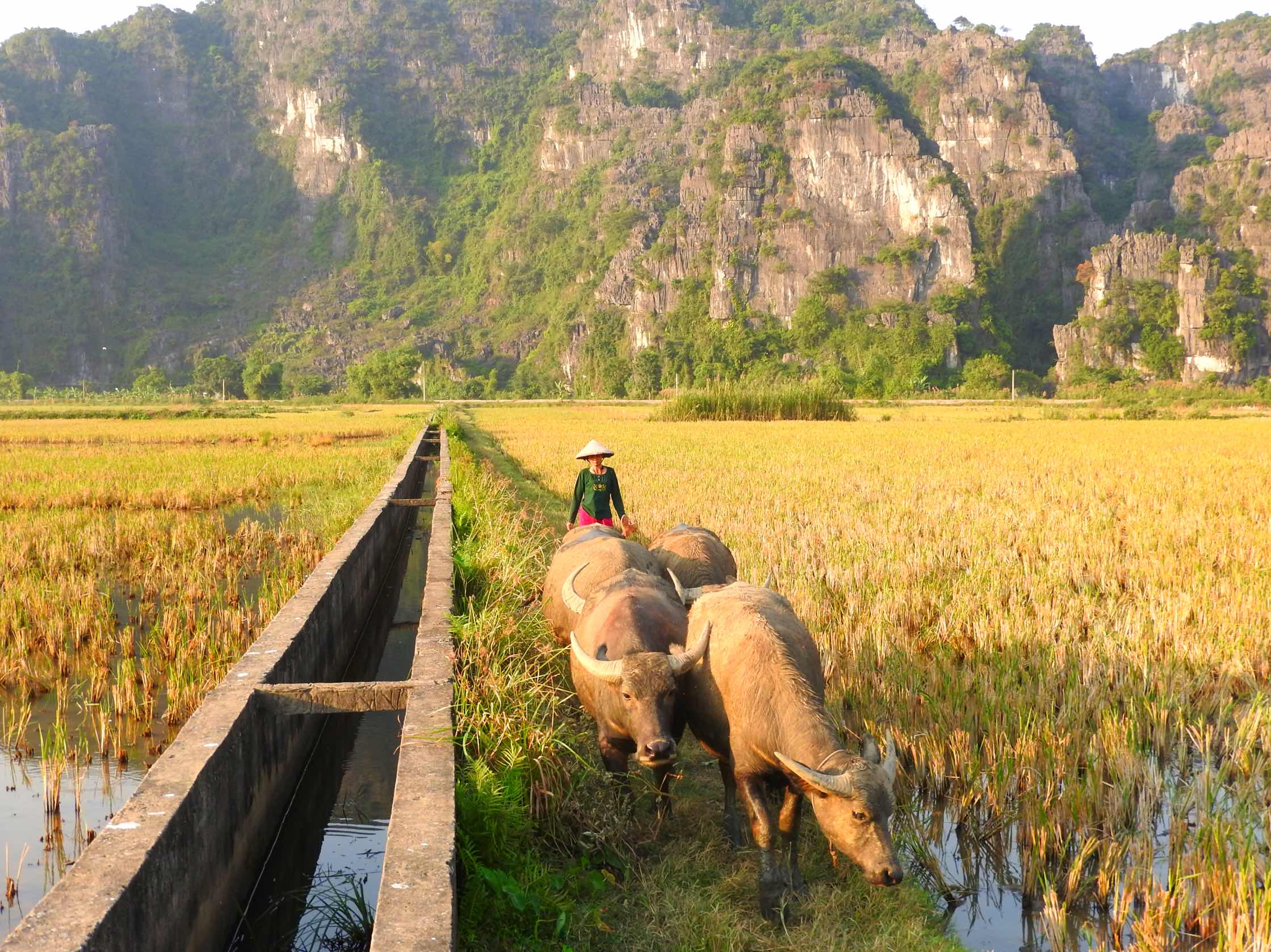 what to do in ninh binh itinerary tam coc paddy rice fields