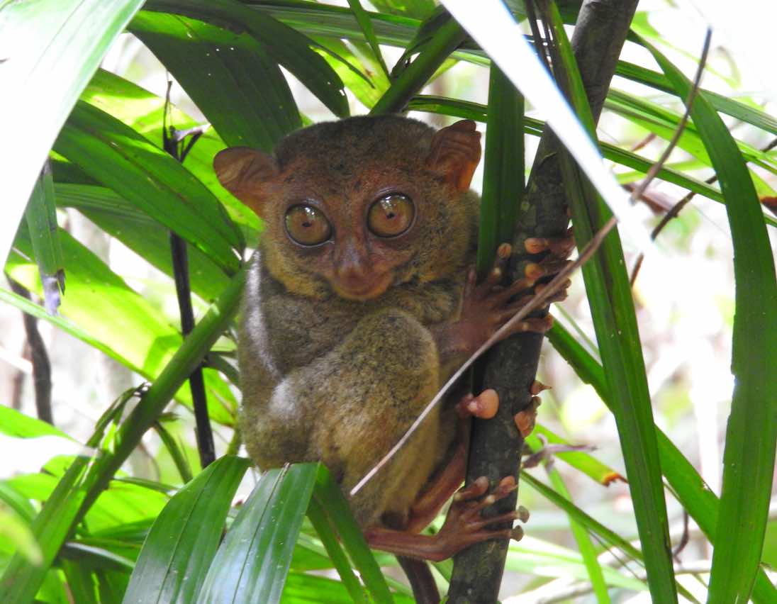 experiences bohol panglao philippines tarsier sanctuary