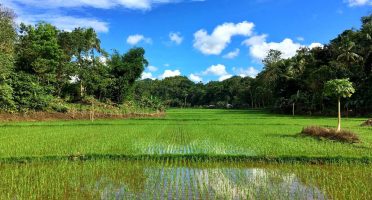 bohol philippines travel guide paddy rice fields
