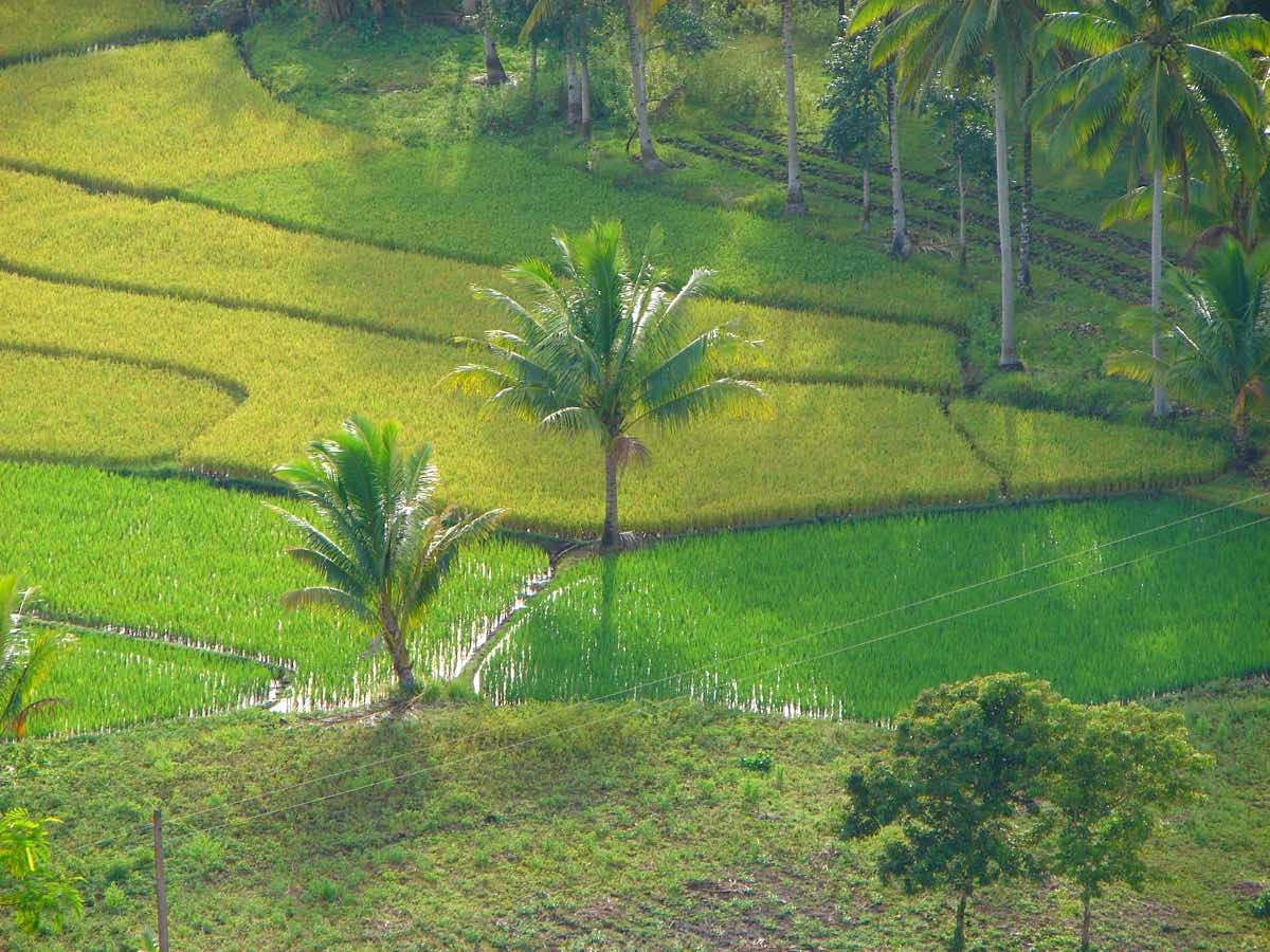 bohol travel guide budget itinerary paddy fields