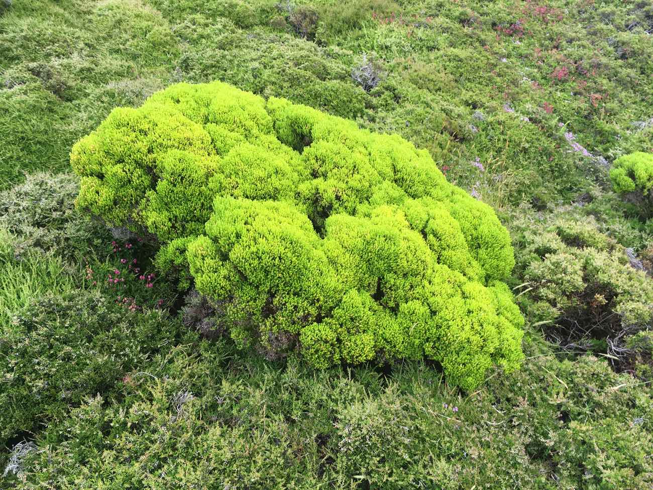 climb mount pico azores urze plant