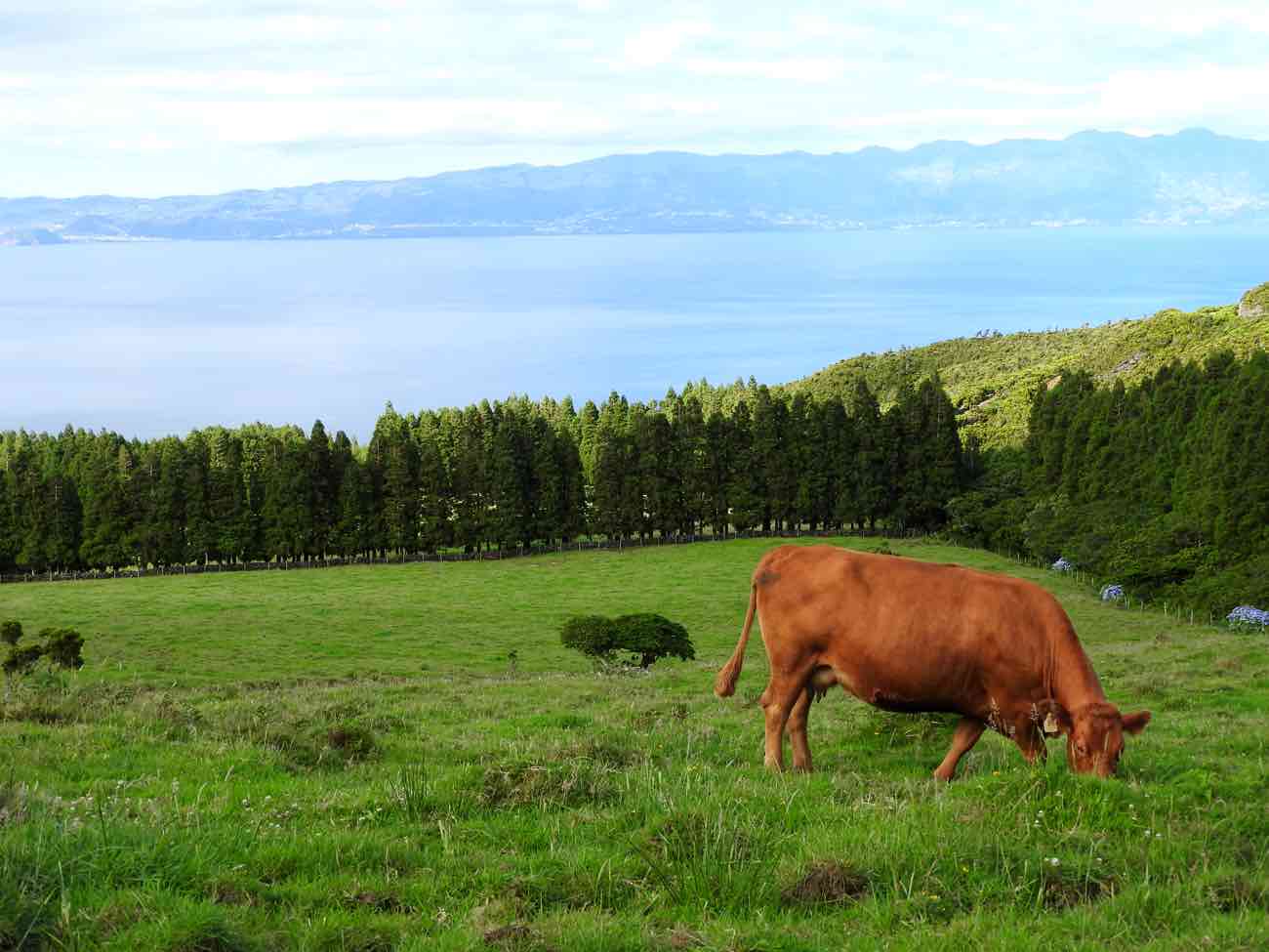 pico travel guide road cow meadow azores