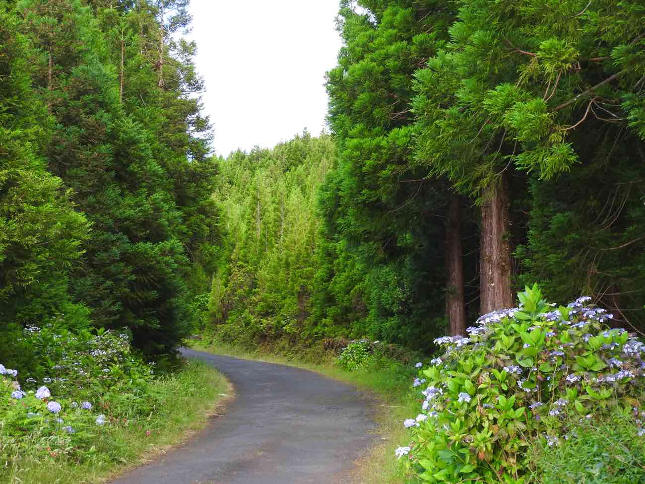 pico travel guide road green forest azores