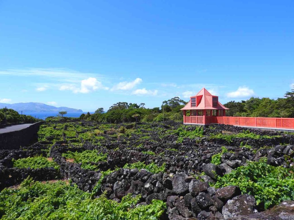 things to do in pico azores wine museum vineyards currais