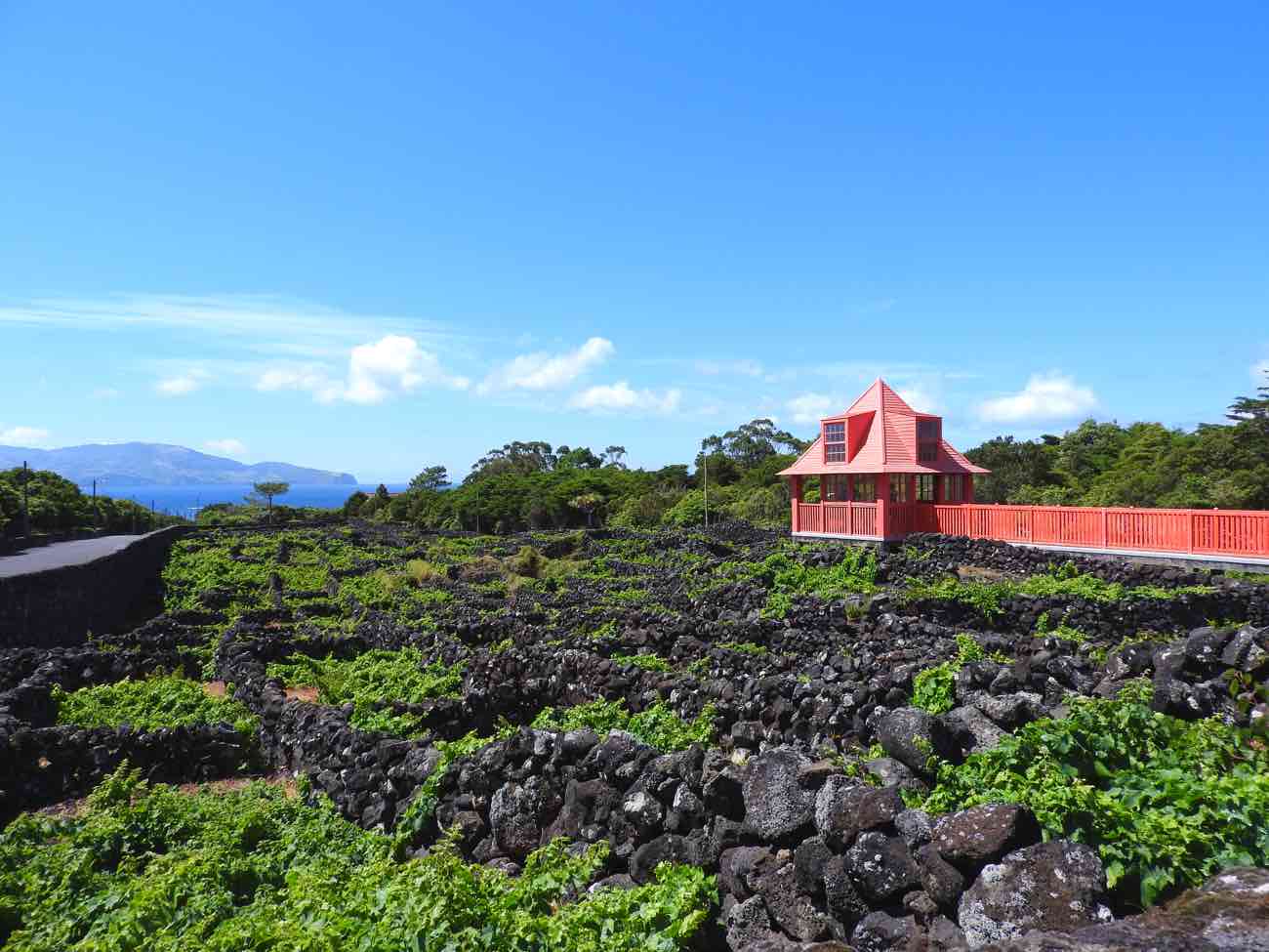 things to do in pico azores wine museum vineyards currais