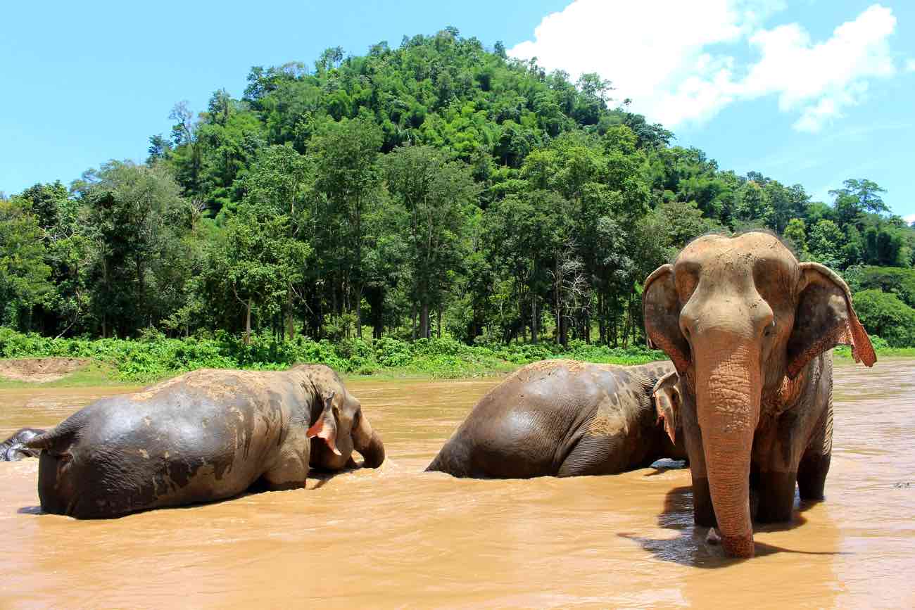 Chiang Mai itinerary - elephant sanctuary