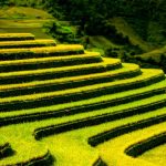 vietnam travel tips and things to know rice fields terraced