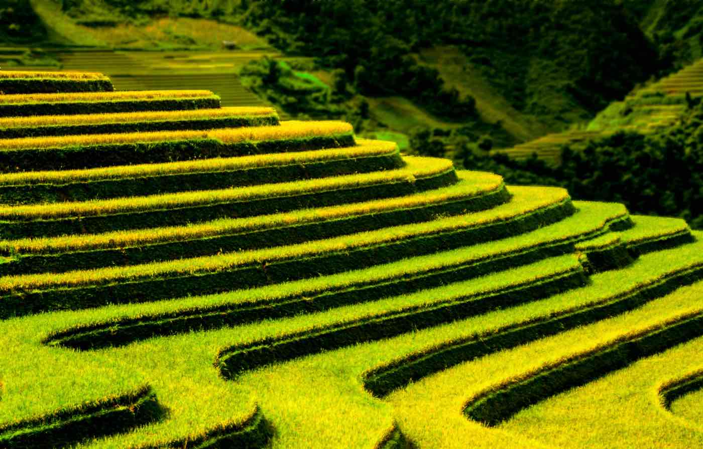 vietnam travel tips and things to know rice fields terraced