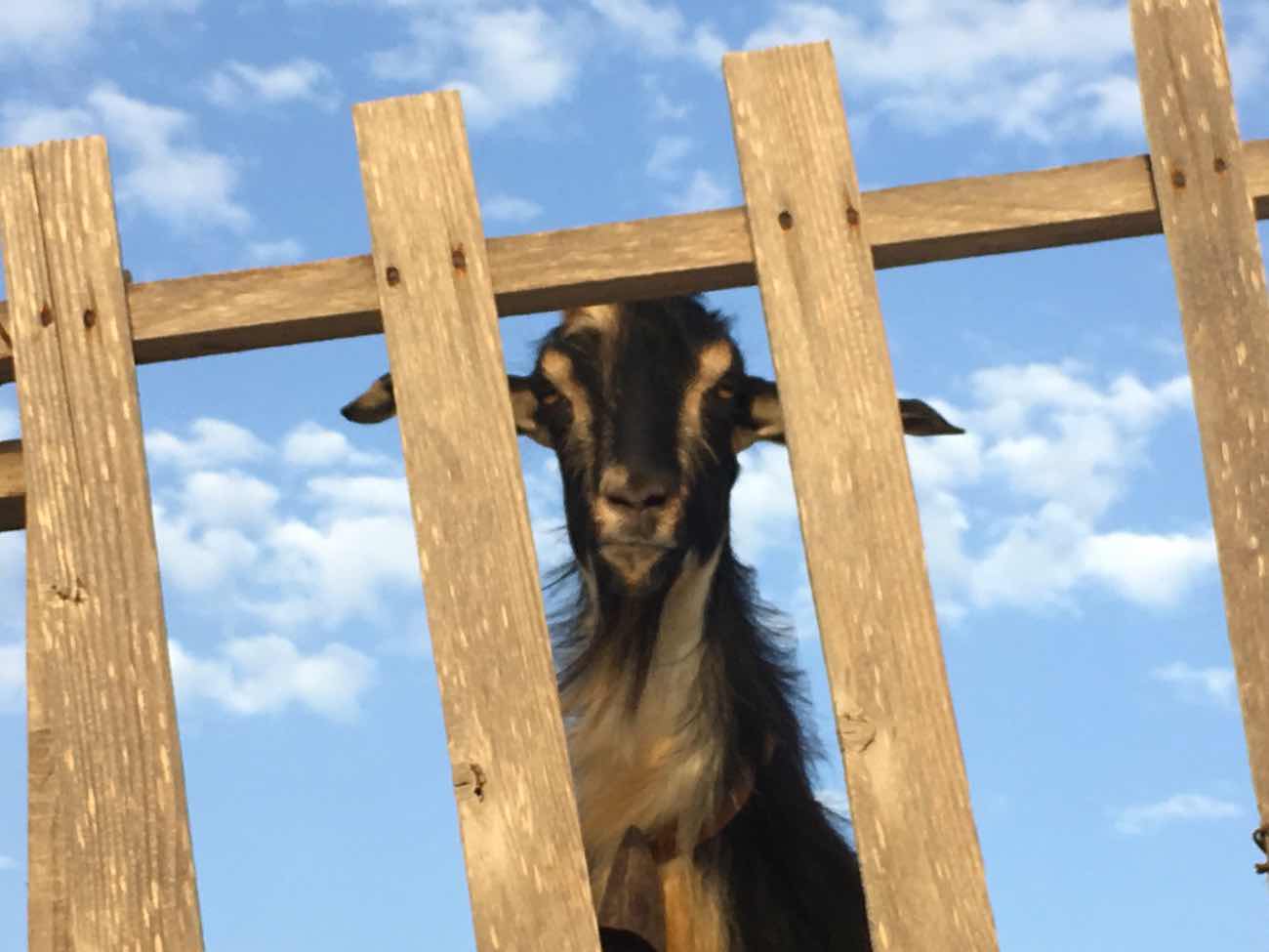 Koufonisia Travel Guide Goat Keros