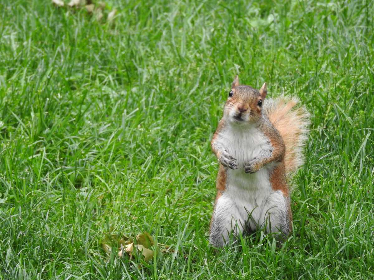 nyc-on-a-budget-squirrel-central-park