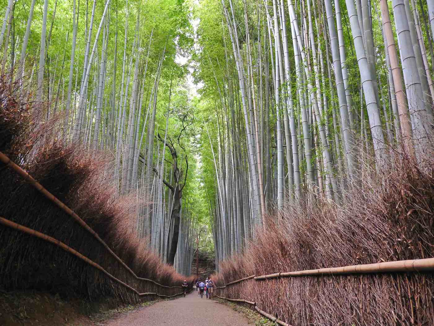 kyoto things to do arashiyama bamboo forest