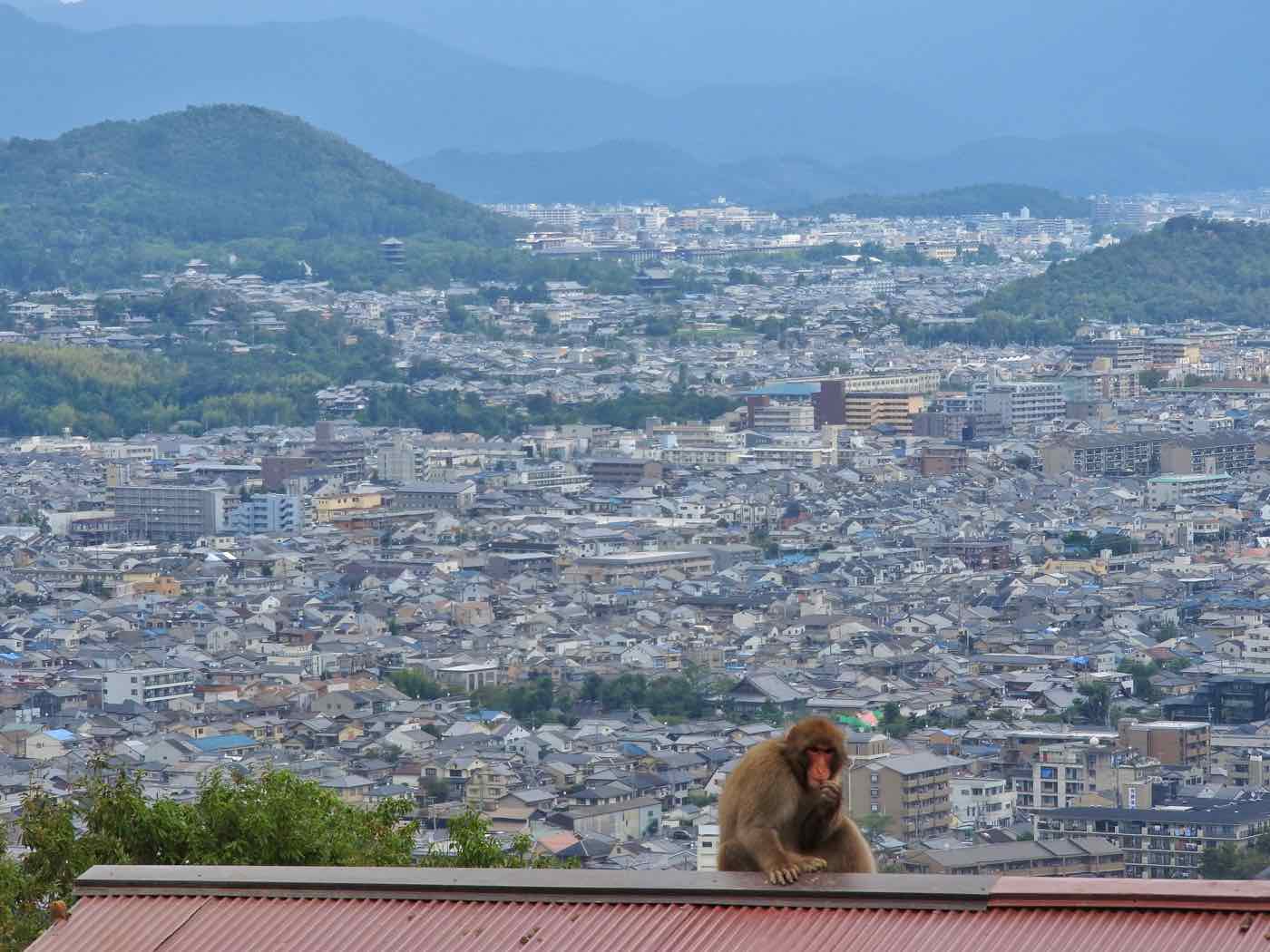 japan itinerary two weeks kyoto arashiyama monkey