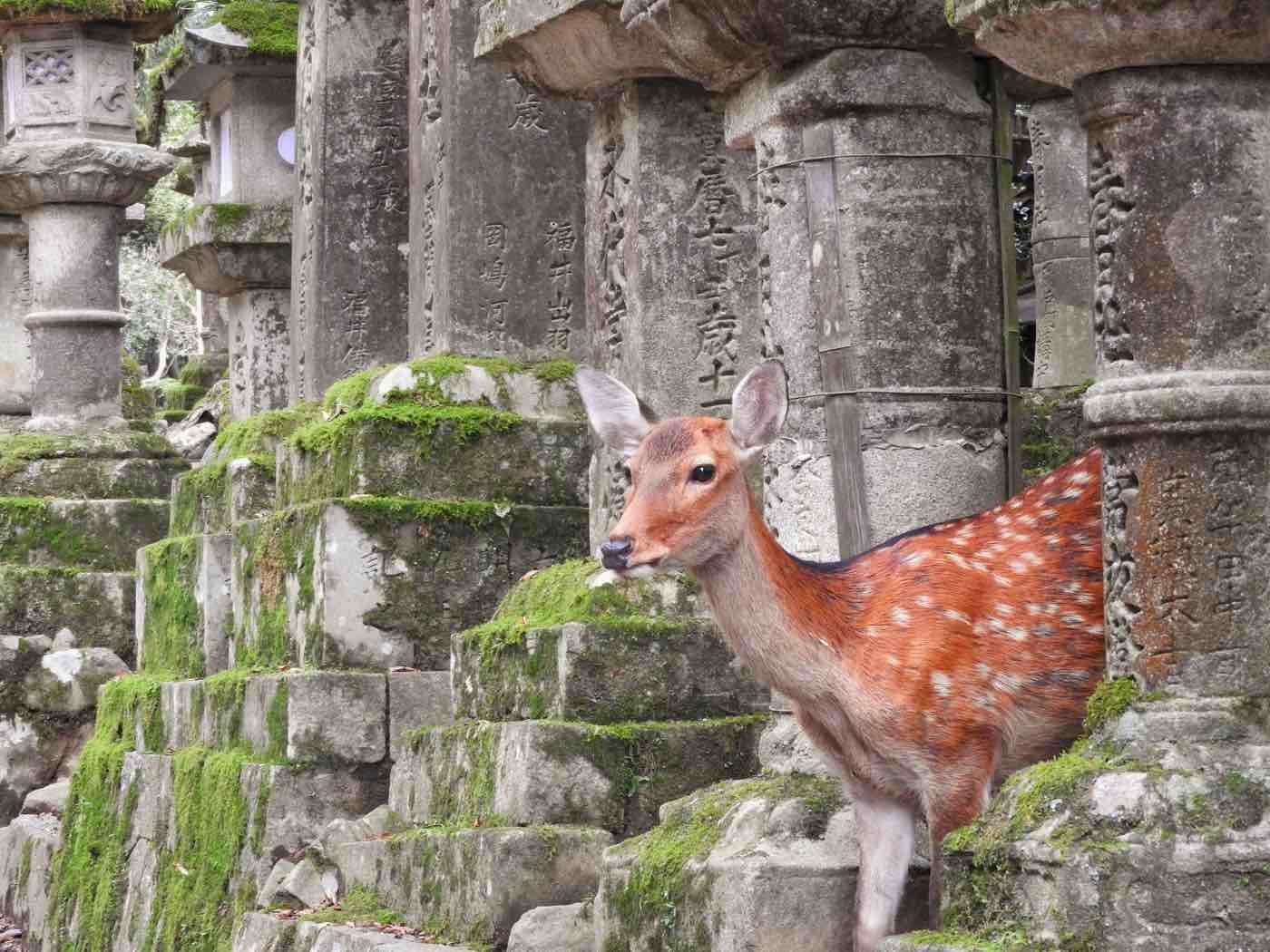 japan itinerary two weeks nara deer temples