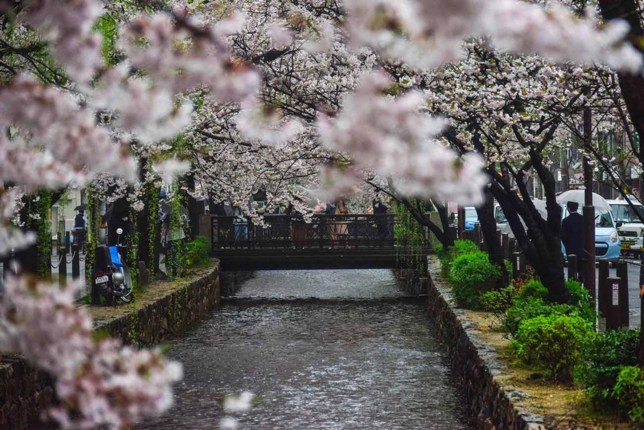 Kyoto things to do japan cherry blossoms sakura