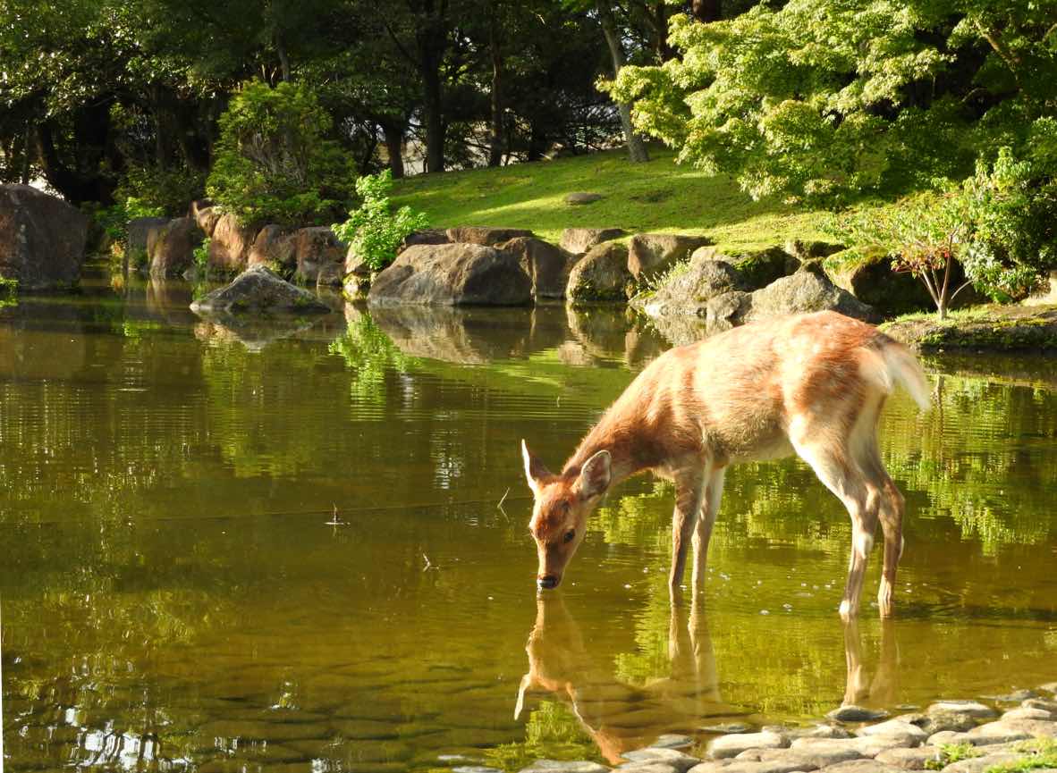 things to do in kyoto day trip to nara