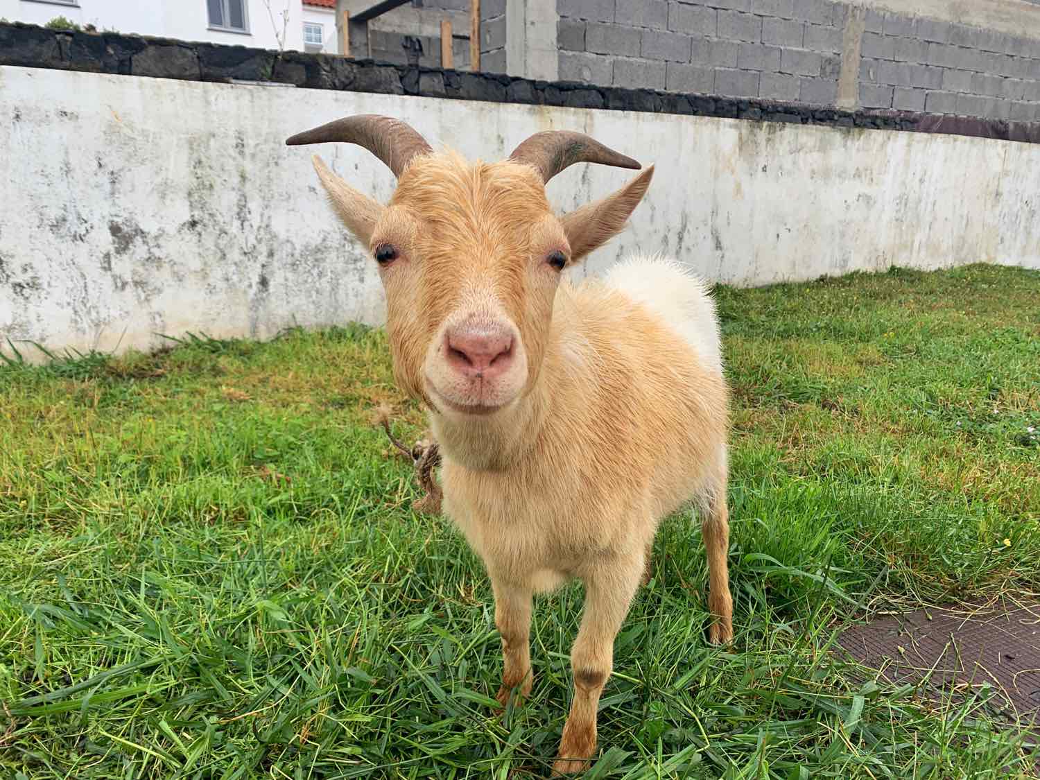 corvo azores goat