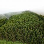 flores azores guide trees