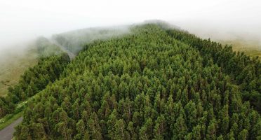 flores azores guide trees