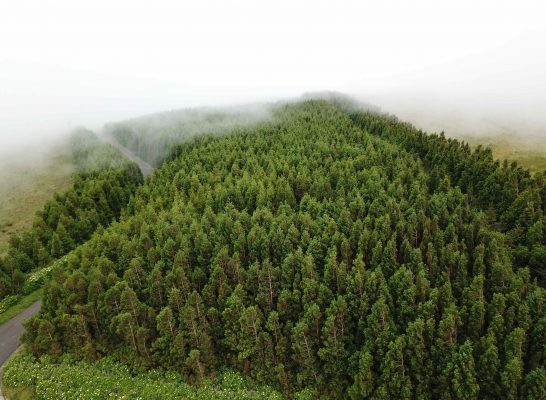 flores azores guide trees