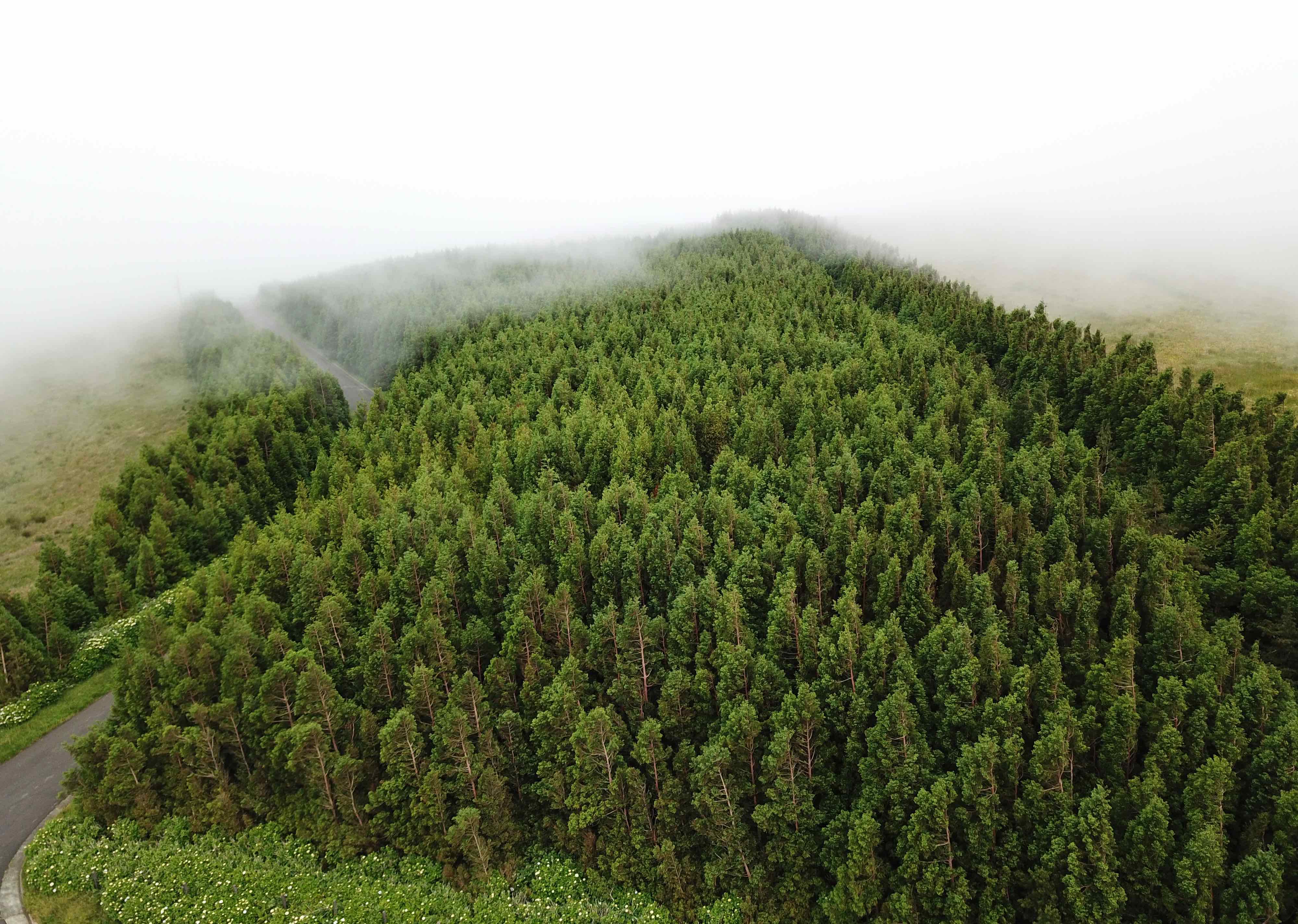 flores azores guide trees