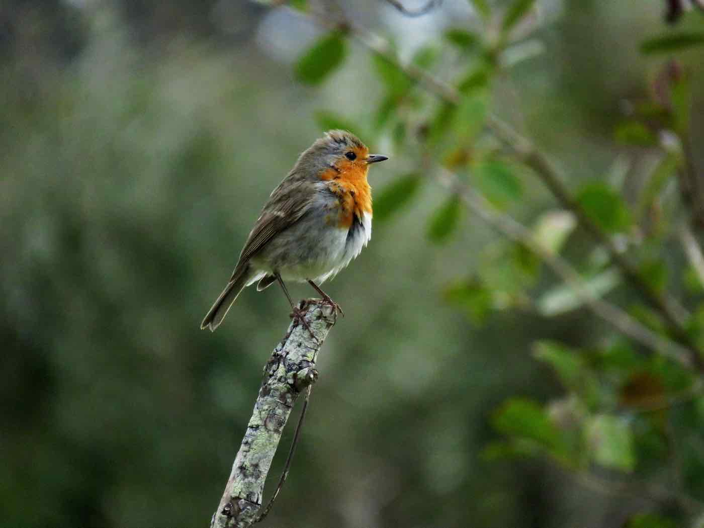 Outdoor activities Azores birdwatching