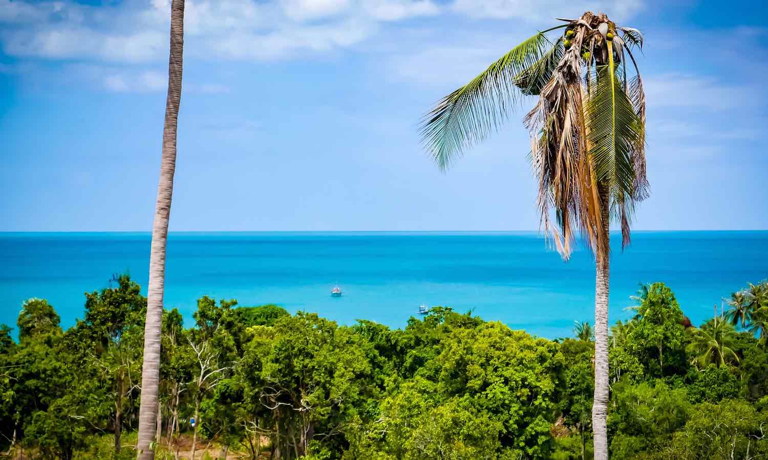 thailand island hopping koh samui palm trees