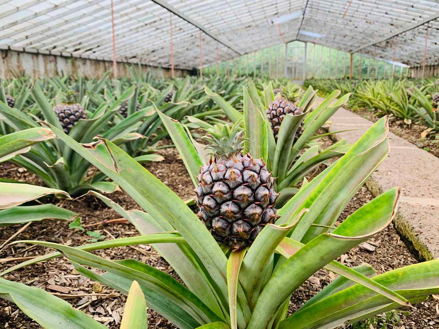 azores pineapples plantations