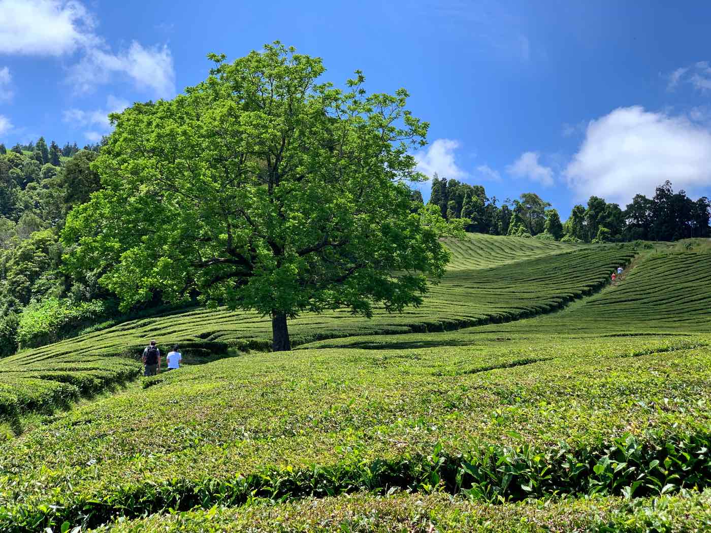 azores tea plantations gorreana