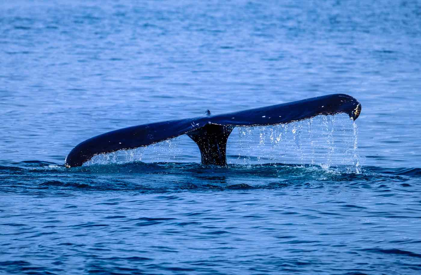 whale watching azores